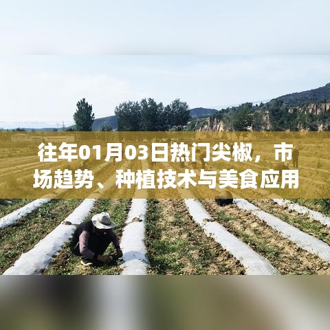 尖椒市場趨勢、種植技術(shù)與美食應(yīng)用，歷年一月初熱門回顧