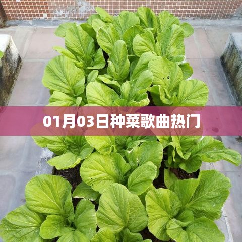種菜歌曲風(fēng)靡榜，熱門排行揭曉
