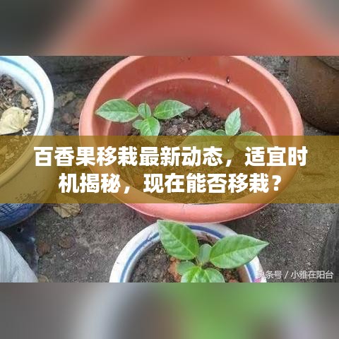 百香果移栽最新動態(tài)，適宜時機揭秘，現(xiàn)在能否移栽？