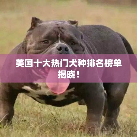美國十大熱門犬種排名榜單揭曉！