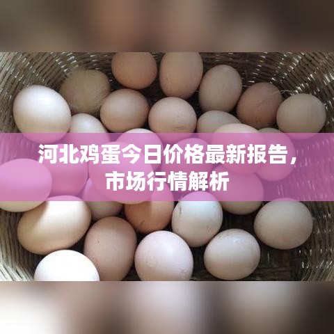 河北雞蛋今日價(jià)格最新報(bào)告，市場行情解析