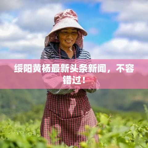 綏陽黃楊最新頭條新聞，不容錯過！