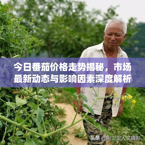 今日番茄價(jià)格走勢揭秘，市場最新動(dòng)態(tài)與影響因素深度解析