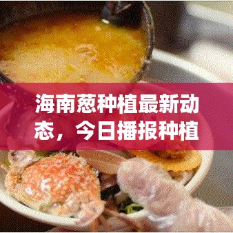 海南蔥種植最新動(dòng)態(tài)，今日播報(bào)種植情況