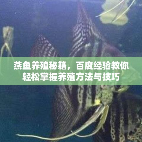 燕魚養(yǎng)殖秘籍，百度經(jīng)驗教你輕松掌握養(yǎng)殖方法與技巧