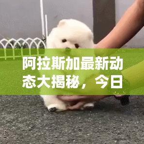 阿拉斯加最新動態(tài)大揭秘，今日頭條報道匯總！