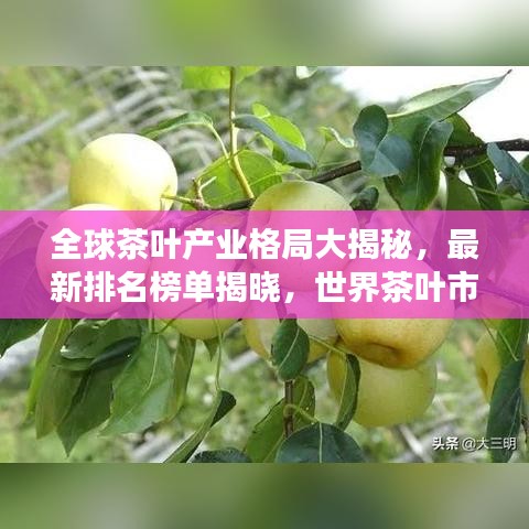 全球茶葉產(chǎn)業(yè)格局大揭秘，最新排名榜單揭曉，世界茶葉市場(chǎng)趨勢(shì)探索