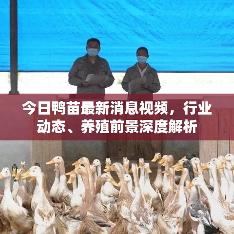 今日鴨苗最新消息視頻，行業(yè)動態(tài)、養(yǎng)殖前景深度解析