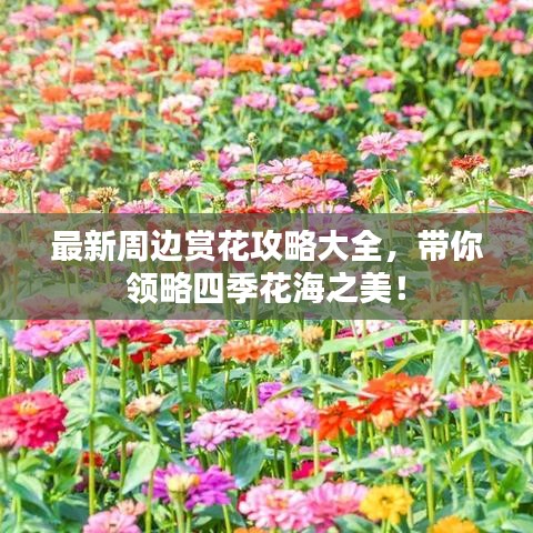 最新周邊賞花攻略大全，帶你領(lǐng)略四季花海之美！