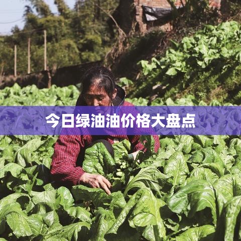 今日綠油油價(jià)格大盤點(diǎn)
