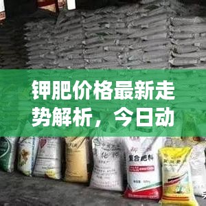 鉀肥價(jià)格最新走勢(shì)解析，今日動(dòng)態(tài)及市場(chǎng)預(yù)測(cè)