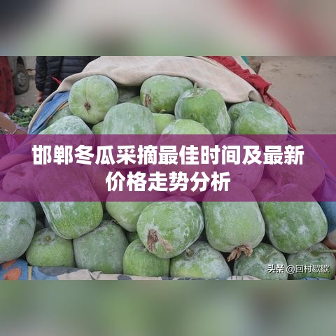 邯鄲冬瓜采摘最佳時間及最新價格走勢分析