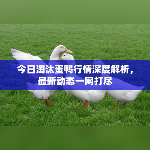 今日淘汰蛋鴨行情深度解析，最新動態(tài)一網(wǎng)打盡