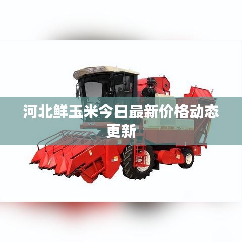 河北鮮玉米今日最新價格動態(tài)更新