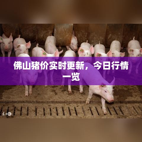 佛山豬價(jià)實(shí)時(shí)更新，今日行情一覽