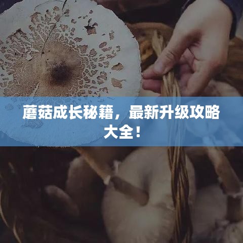 蘑菇成長秘籍，最新升級(jí)攻略大全！