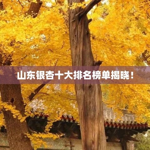 山東銀杏十大排名榜單揭曉！