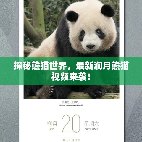 探秘熊貓世界，最新潤月熊貓視頻來襲！