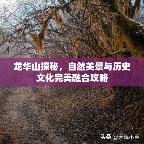 龍華山探秘，自然美景與歷史文化完美融合攻略