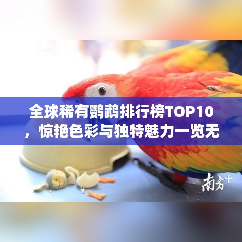 全球稀有鸚鵡排行榜TOP10，驚艷色彩與獨特魅力一覽無遺