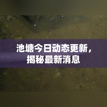 池塘今日動(dòng)態(tài)更新，揭秘最新消息