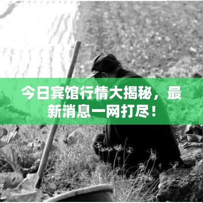 今日賓館行情大揭秘，最新消息一網(wǎng)打盡！