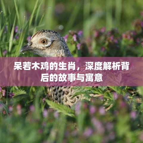 呆若木雞的生肖，深度解析背后的故事與寓意