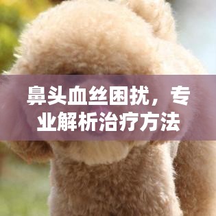 鼻頭血絲困擾，專業(yè)解析治療方法，百度來(lái)解答