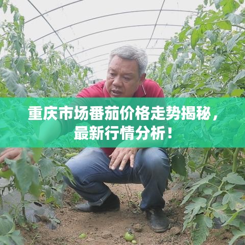 重慶市場(chǎng)番茄價(jià)格走勢(shì)揭秘，最新行情分析！