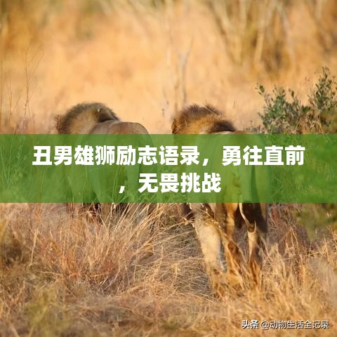 丑男雄獅勵志語錄，勇往直前，無畏挑戰(zhàn)