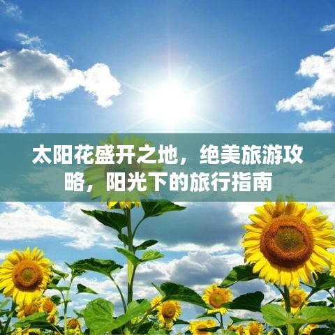 太陽花盛開之地，絕美旅游攻略，陽光下的旅行指南
