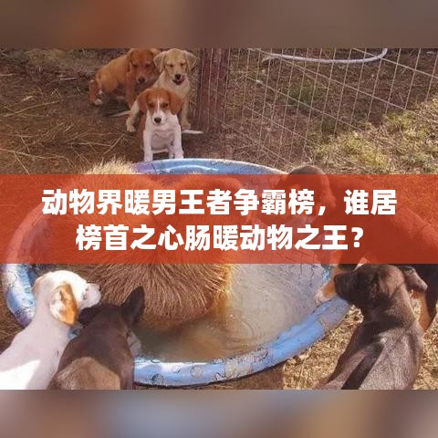 動(dòng)物界暖男王者爭(zhēng)霸榜，誰(shuí)居榜首之心腸暖動(dòng)物之王？
