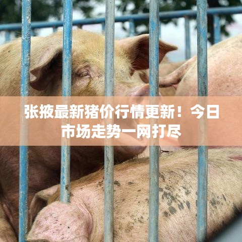 張掖最新豬價(jià)行情更新！今日市場(chǎng)走勢(shì)一網(wǎng)打盡