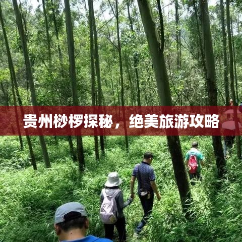 貴州桫欏探秘，絕美旅游攻略