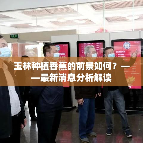 玉林種植香蕉的前景如何？——最新消息分析解讀