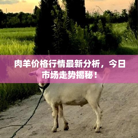 肉羊價(jià)格行情最新分析，今日市場走勢揭秘！