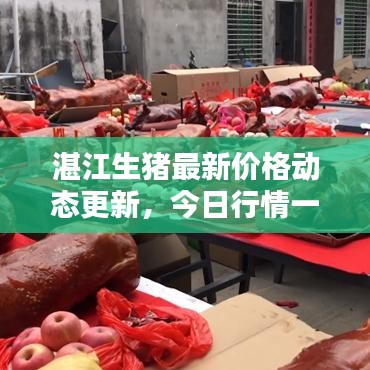 湛江生豬最新價格動態(tài)更新，今日行情一網(wǎng)打盡