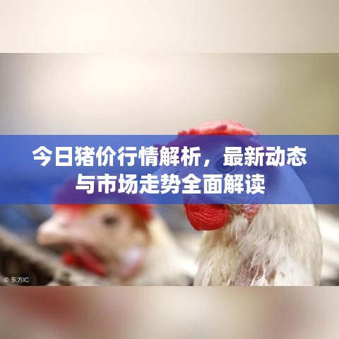 今日豬價(jià)行情解析，最新動(dòng)態(tài)與市場(chǎng)走勢(shì)全面解讀