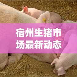 宿州生豬市場(chǎng)最新動(dòng)態(tài)，行業(yè)要聞一網(wǎng)打盡
