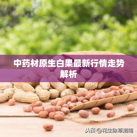 中藥材原生白果最新行情走勢解析