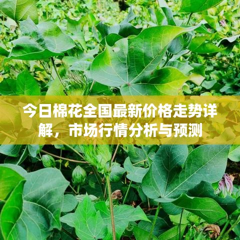 今日棉花全國最新價(jià)格走勢詳解，市場行情分析與預(yù)測