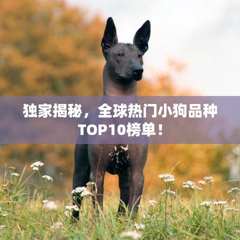 獨家揭秘，全球熱門小狗品種TOP10榜單！