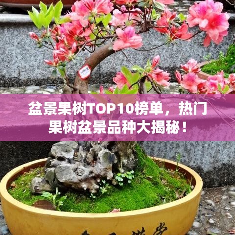 盆景果樹TOP10榜單，熱門果樹盆景品種大揭秘！