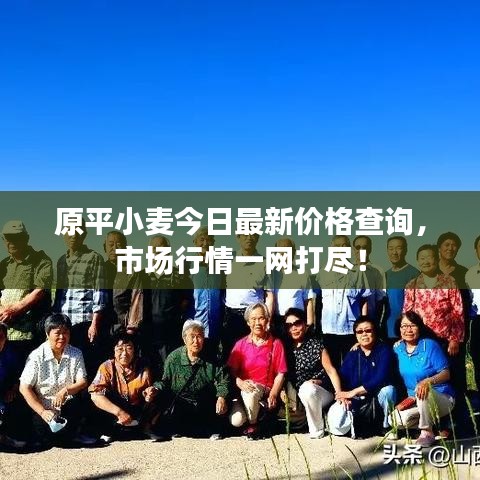 原平小麥今日最新價格查詢，市場行情一網(wǎng)打盡！