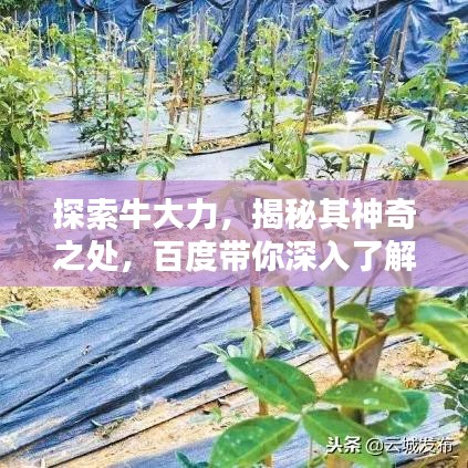 探索牛大力，揭秘其神奇之處，百度帶你深入了解