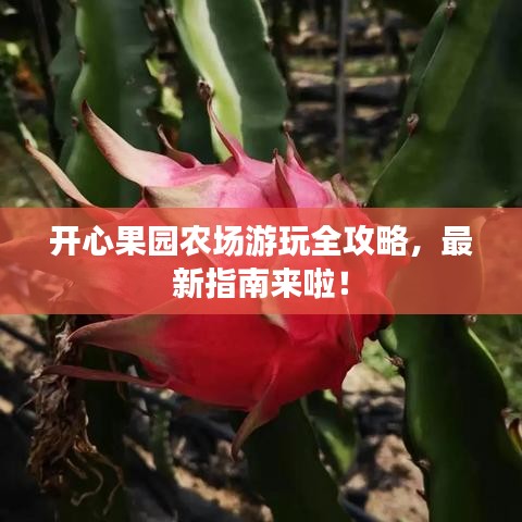 開心果園農(nóng)場游玩全攻略，最新指南來啦！