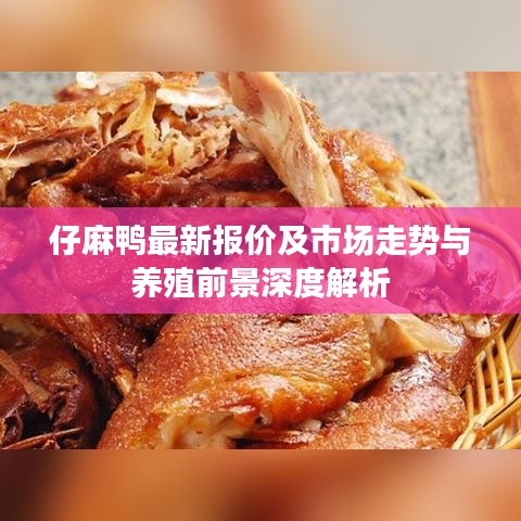 仔麻鴨最新報(bào)價(jià)及市場走勢(shì)與養(yǎng)殖前景深度解析