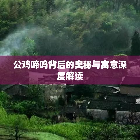 公雞啼鳴背后的奧秘與寓意深度解讀