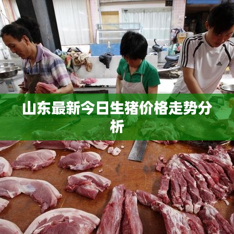 山東最新今日生豬價格走勢分析
