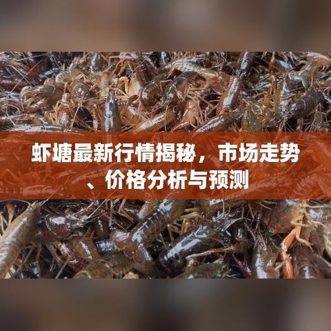 蝦塘最新行情揭秘，市場(chǎng)走勢(shì)、價(jià)格分析與預(yù)測(cè)